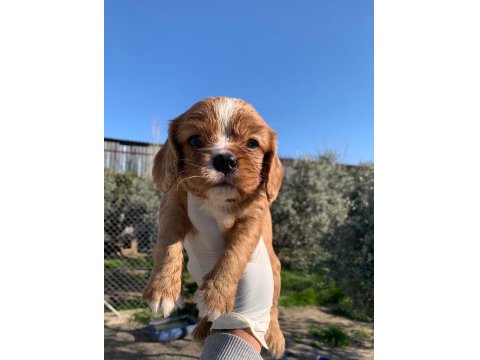 Cavalier King Charles Ruby