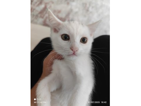 2.5 Aylık Bal Tatlısı British Shorthair Kırma