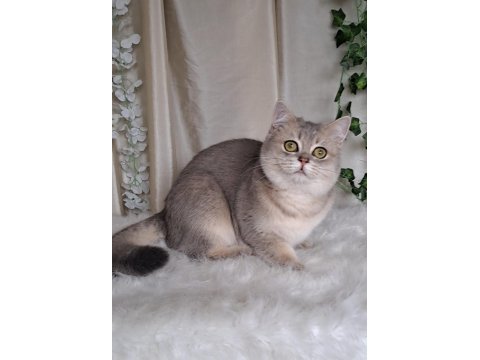 British Shorthair Blue Golden Cana Yakın Uysal