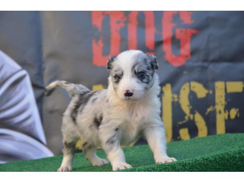 Safkan Border Collie Irk Garantili Yavru Köpekler
