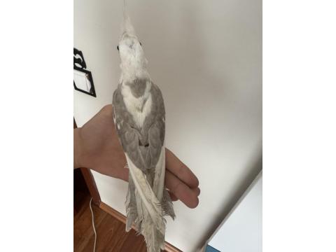 Konuşan 5 Aylık Sultan Papağanı