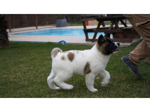 %100 Safkan American Akita Yavruları