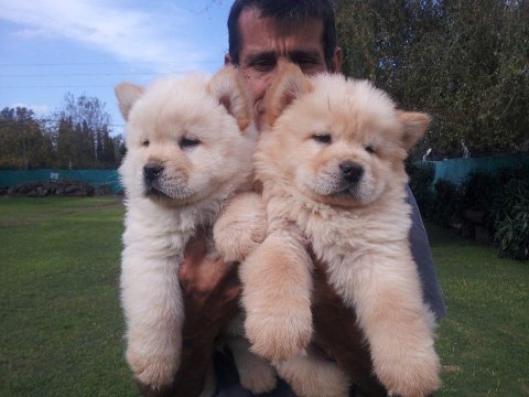 Chow Chow Köpeği Yavruları