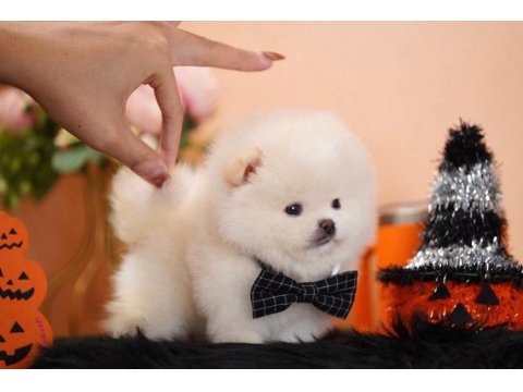 Pomeranian Boo Micro Ayıcık Surat