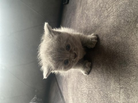 2 Aylık Yavru British