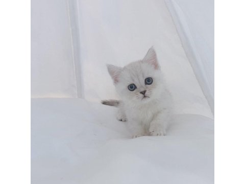 British Shorthair Kediler Sizlerle