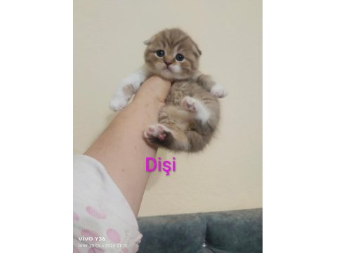 Rezerveye Açık Yavru Kedilerimiz