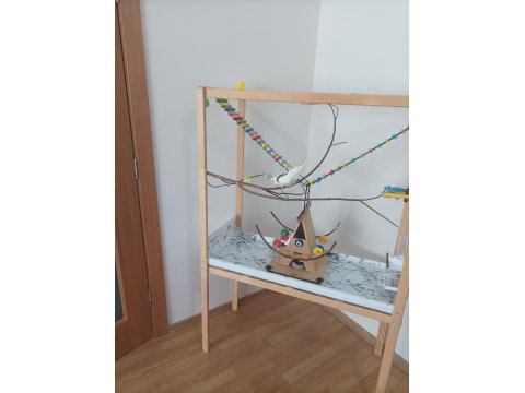 Full Evcil Erkek Sultan Papağanı