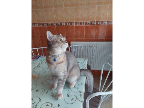 Kedimi Acil Sahiplendirmek Zorundayım