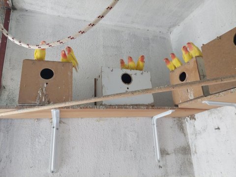 Lutino Sevda Papağanları