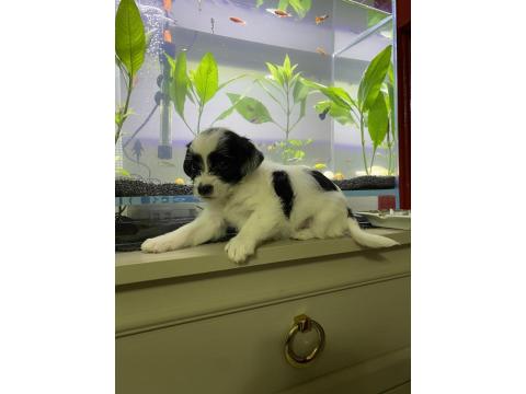 Maltipoo Ve Dachshund Melezi Yavru Bebekler