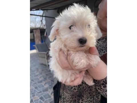 Minik Bir Mutluluk Topu Maltese Terrier