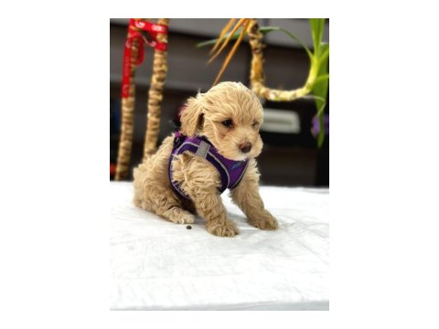 Muhteşem Poodle Bebekler