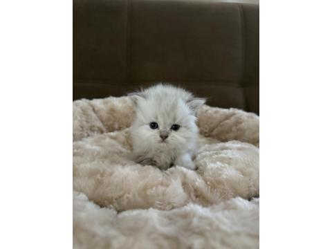 1 Aylık Yavru British Longhair Yavrular