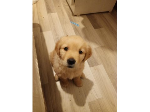 Baby Face Golden Retriever Dişi Yavru