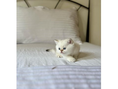 British Shorthair Golden Point