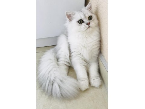 Silver Shaded British Longhair Erkek