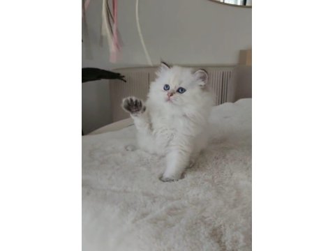 Harika Renk British Longhair Bebekler
