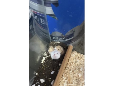 Hamster Gonzales İçin Ulaşın