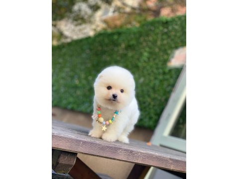 0-3 Aylık Pomeranian Yavrular