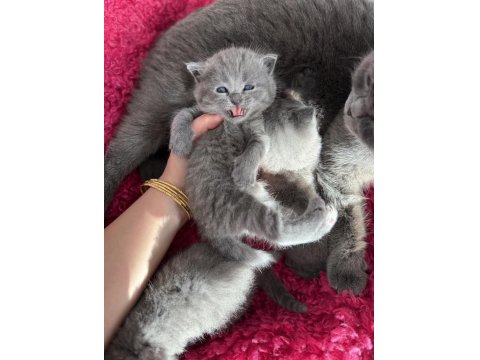 1 Buçuk Aylık Scottish Ve British Yavrular