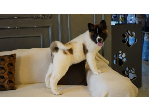 %100 Safkan American Akita Yavruları