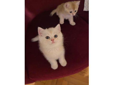 British Golden-Silver Asil Soylu British Shorthair Yavrular