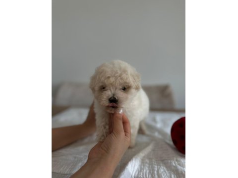 0 Numara Maltese Bebekleri