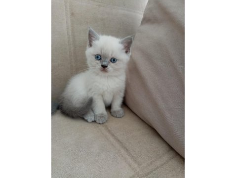 Alıştırmalık British Shorthair