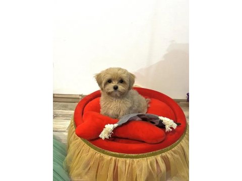 Sevgililer Gününe Özel Harika Maltipoo Bebeklerimiz