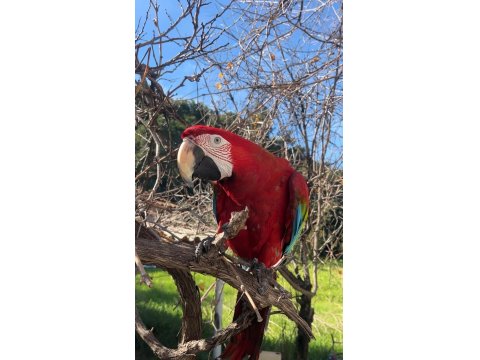 4 Yaşında Macaw Fotoğraf İşinde Tecrübeli Kuşumuz Sahiplendirecek