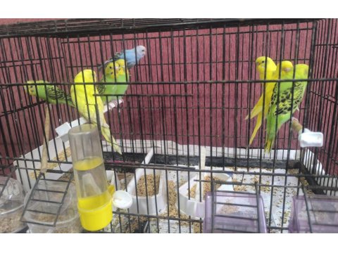 Ev Ortamında Yetiştirdiğim Yavru Muhabbet Kuşları