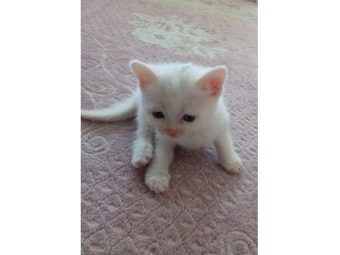 Renk Renk Erkek Ve Dişi British Shorthair Bebekleri
