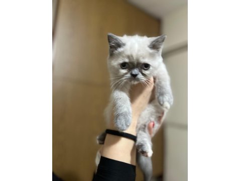 British Shorthair Yavrularımız Yeni Yuvalarını Arıyor