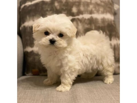 Show Maltese Yavruları