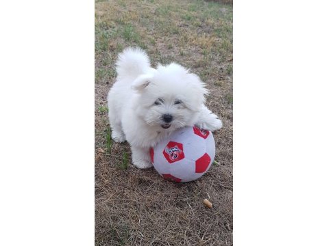 Maltese Terrier Xs Kartopu Gibi Bebeklerim