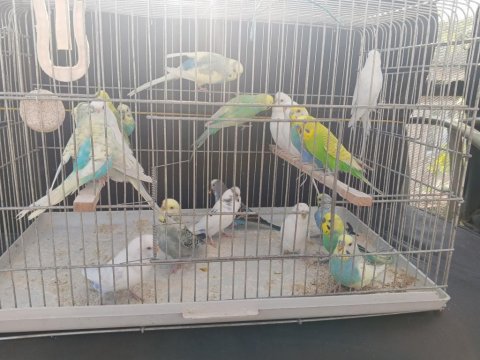 Yetişkin Erkek Dişi Muhabbet Hazır Kuşlar