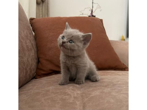 British Shorthair Bebeklerimiz Yeni Yuvalarını Arıyor