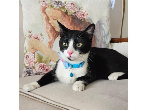 Ücretsiz Bebek Kedim