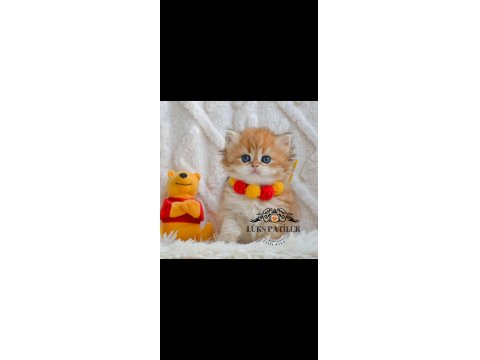 Altın Saçlı Golden British Longhair Ny12