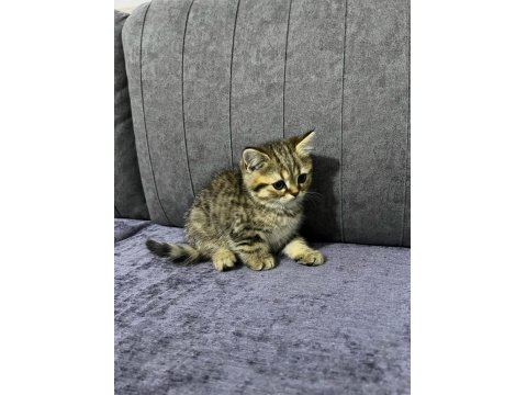 British Shorthair Erkek Yavru
