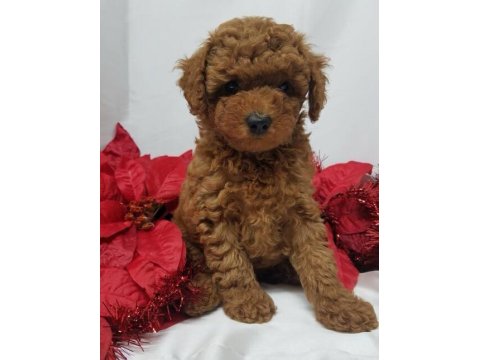 Safkan Toy Poodle Yavrularımız