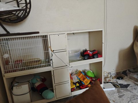 Vasıflı Şov Muhabbet Kuşu