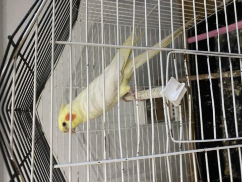 Ele Alışkın Lutino Sultan Papağanı