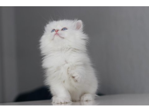 Full Şecereli Teslime Hazır Dişi British Longhair