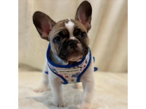 French Bulldog Yavruları