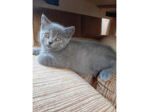 Yeni Yuvaya Gitmeye Hazır Kedimiz