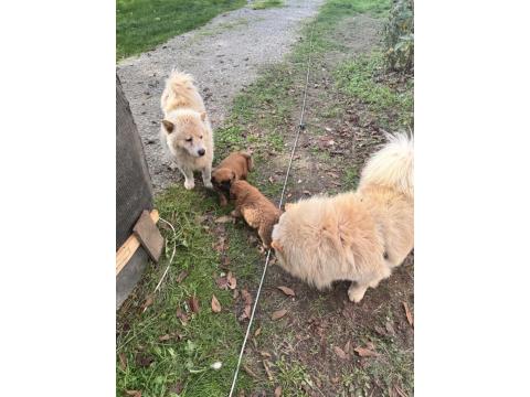 Chow Chow Köpeği Yavruları