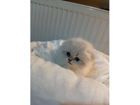 Longhair Ve Shorthair Tabby Yavru Kedilerimiz