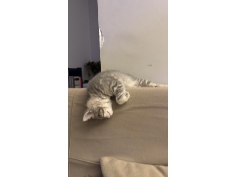 3 Aylık Birbirinden Güzel British Yavrular